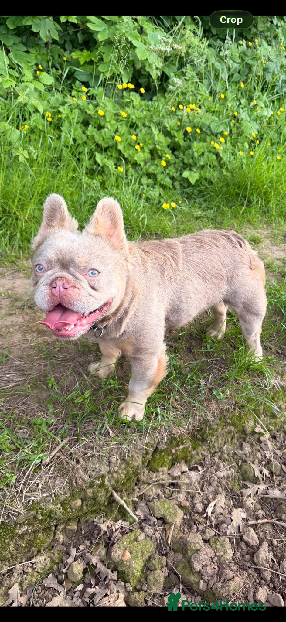 French Bulldog dogs New shade fluffy & tan - Advert 1