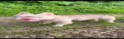 French Bulldog dogs for stud: New shade fluffy & tan - Advert 1