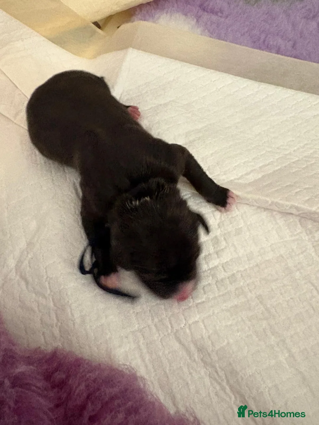 Staffordshire Bull Terrier dogs for sale: Gorgeous staff pups  in London - Advert 5