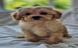 Cavapoochon dogs for sale: F1b MOYEN MERLE CAVAPOOCHON PUPS - Image 6