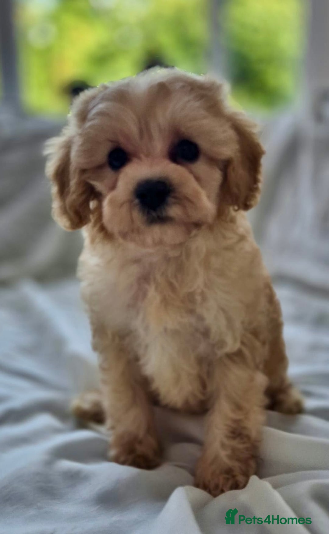 Cavapoochon dogs for sale: F1b MOYEN MERLE CAVAPOOCHON PUPS - Image 6