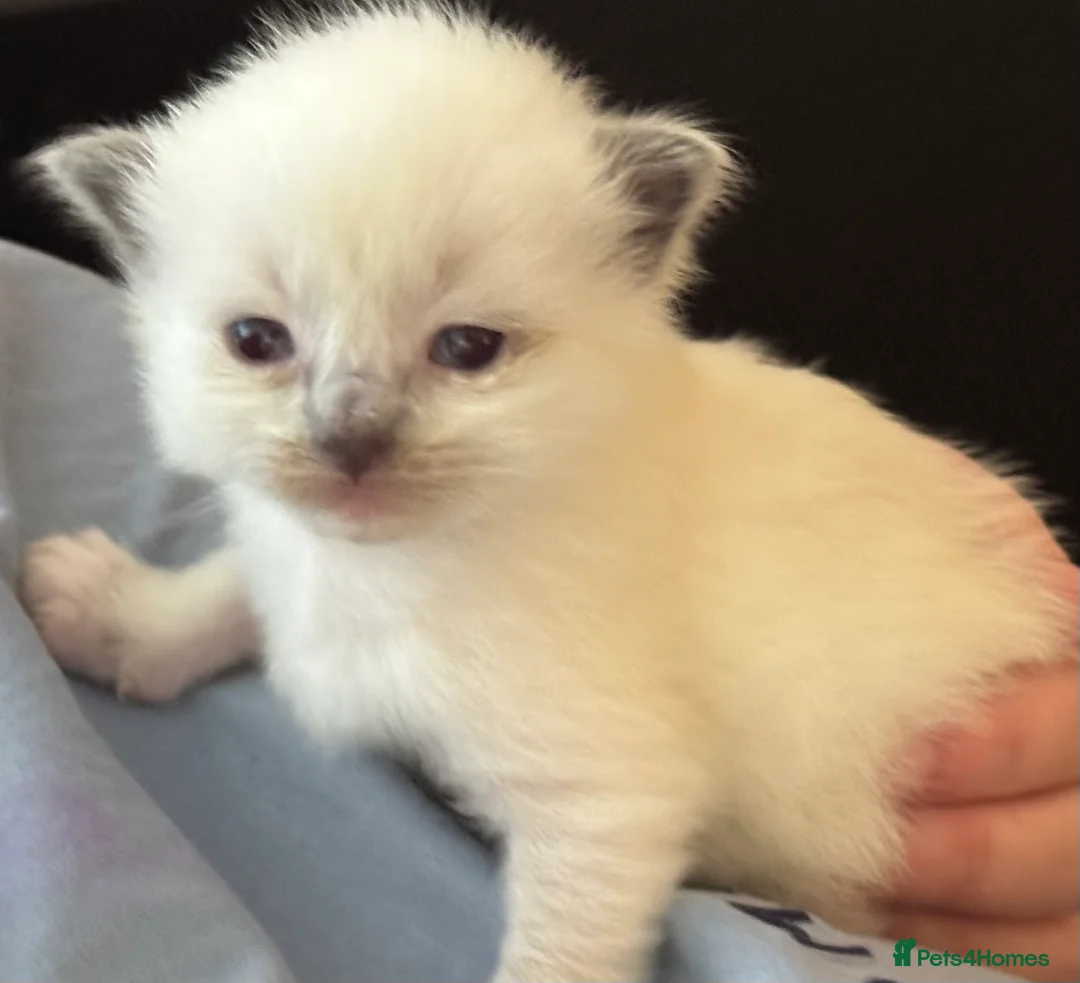 Ragdoll cats for sale: 2 pure ragdoll kittens in litter in Bishop Auckland - Advert 3