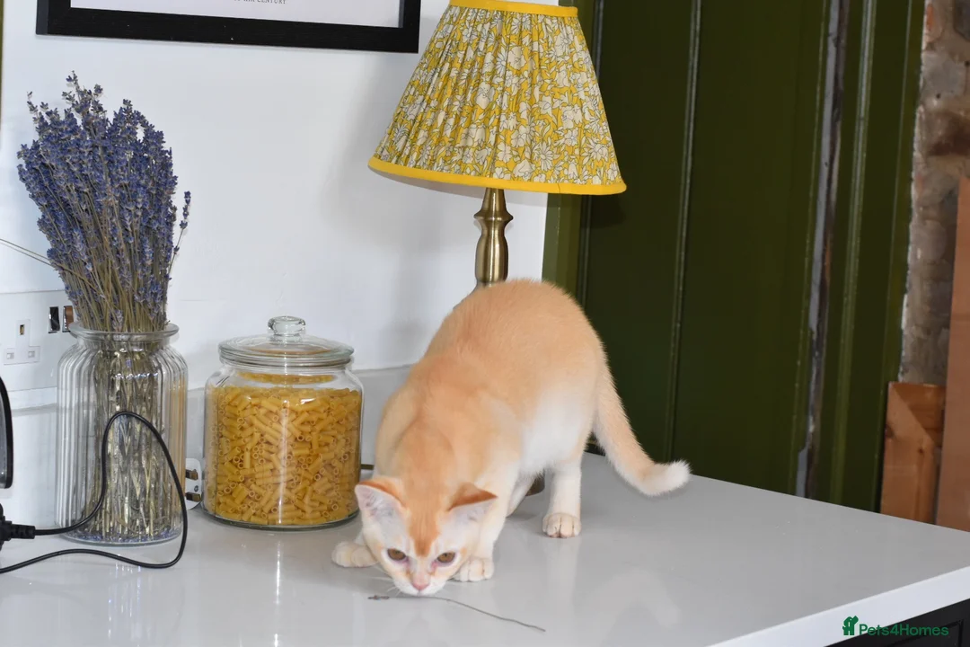 Burmese cats for sale: Pedigree Burmese Red male - Advert 7