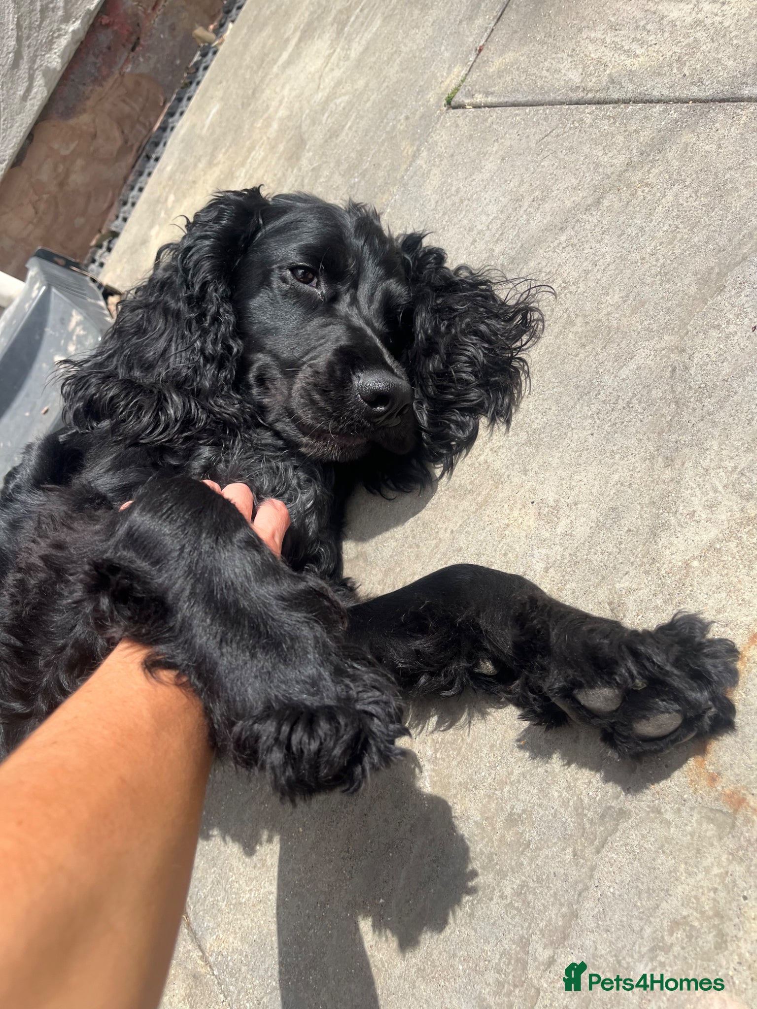 Cockapoo dogs Ziggy - Advert 1