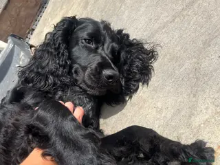 Cockapoo dogs Ziggy - Advert 1