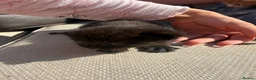 Mixed Breed cats for sale: 4 beautiful kittens for sale - Advert 4