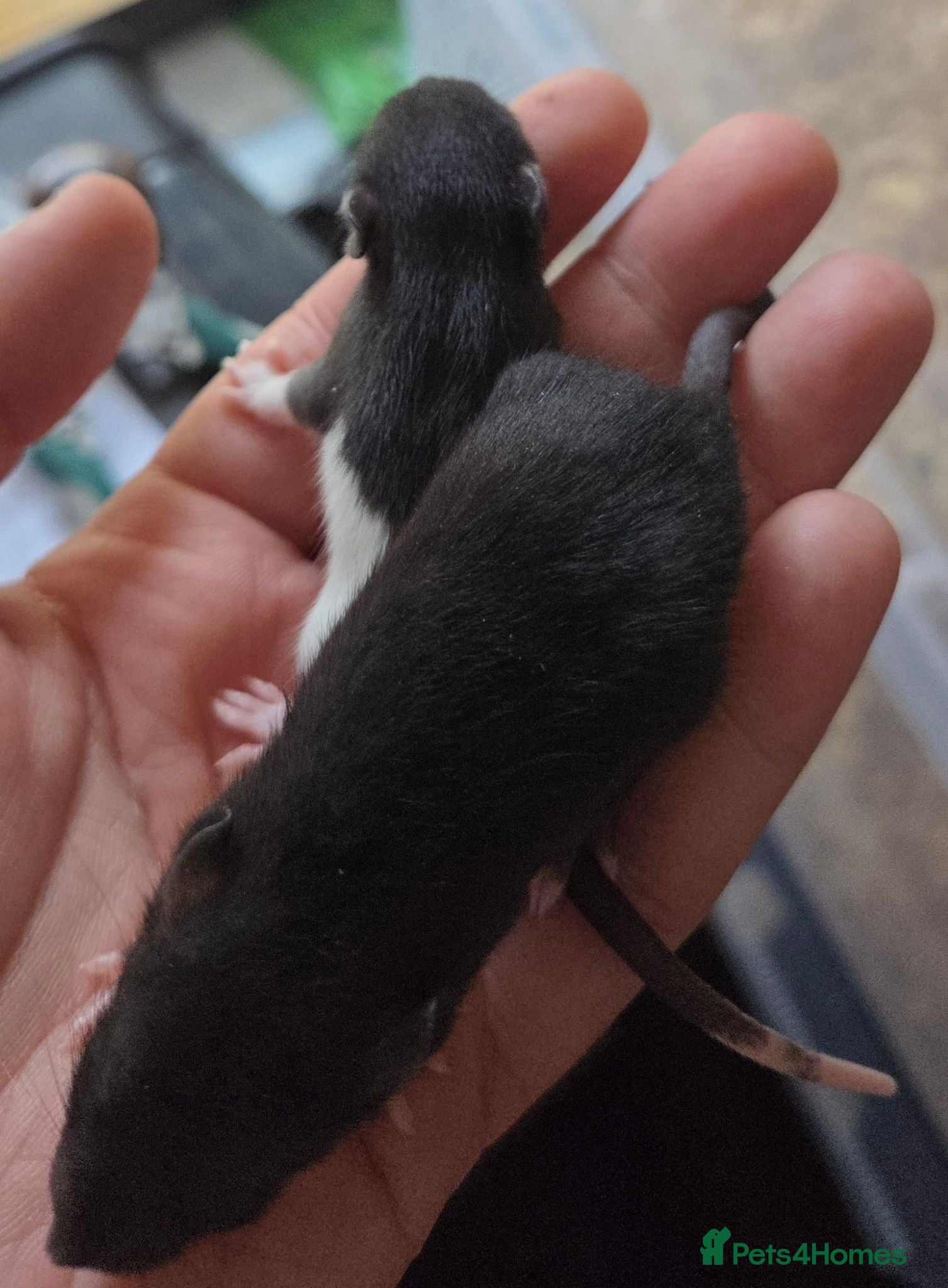 Rat rodents Dumbos and fancy rats ready now.  - Advert 2