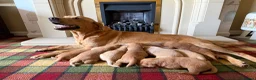 Labrador Retriever dogs for sale: Stunning KC Lab pups, health tested&many FTCH/Ws in Mansfield - Advert 2