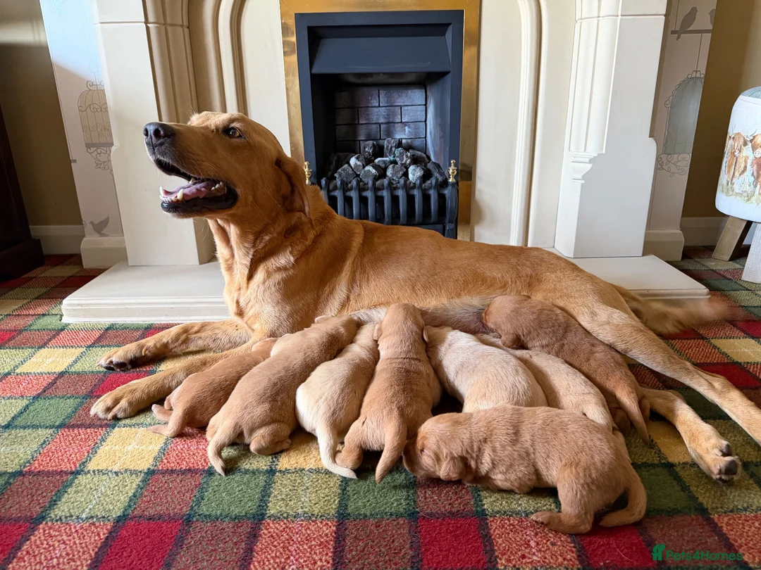 Labrador Retriever dogs for sale: Stunning KC Lab pups, health tested&many FTCH/Ws in Mansfield - Advert 2