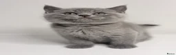 British Shorthair cats for sale: 100% PURE 1 SILVER BOY+1 SILVER GIRL LEFT - Advert 15