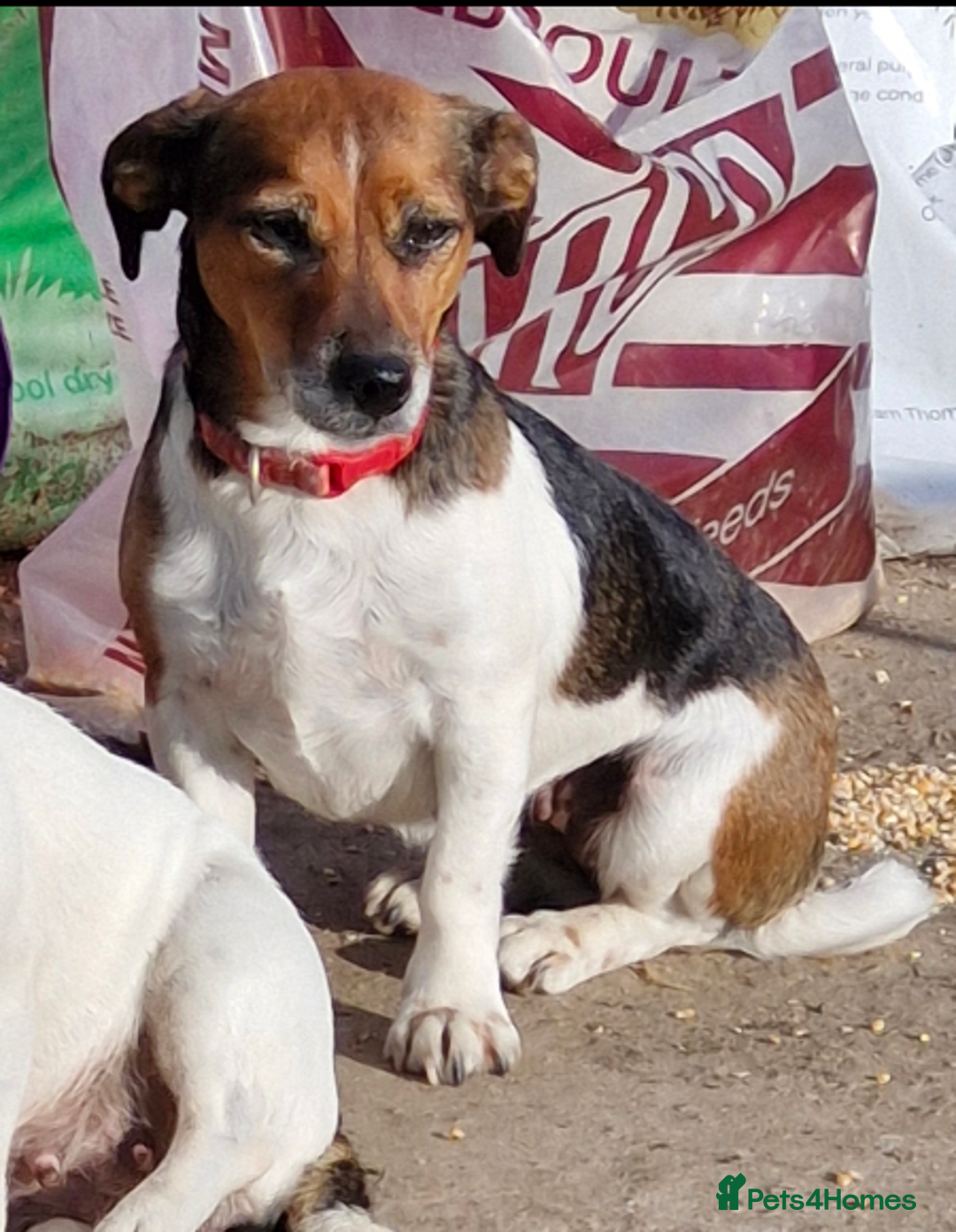 Jack Russell dogs for sale: Jack russell puppies - Advert 15