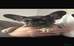 French Bulldog dogs for sale: LAST 2 REMAINING Beautiful French Bulldog Pups in Waltham Cross - Image 22