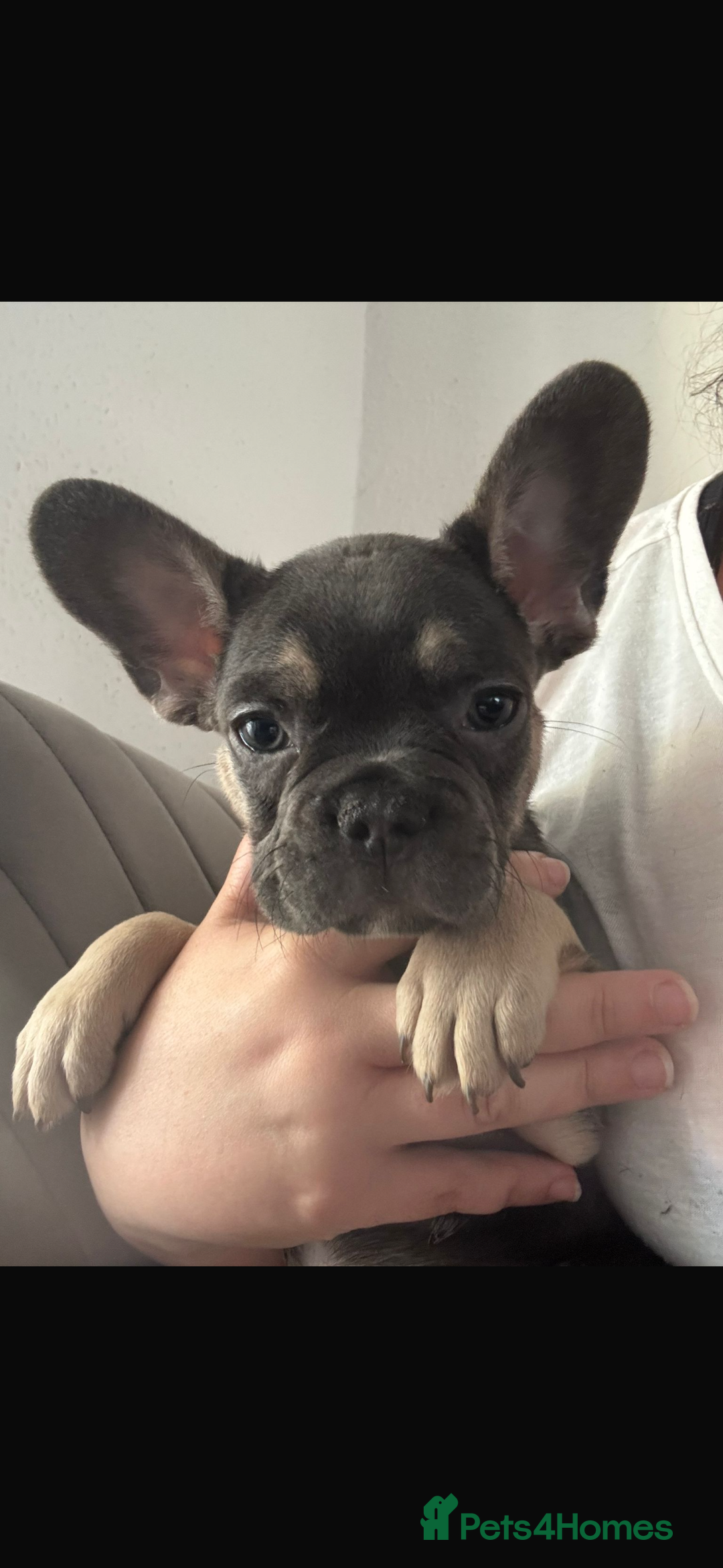 French Bulldog dogs for sale: LAST 2 REMAINING Beautiful French Bulldog Pups in Waltham Cross - Image 22