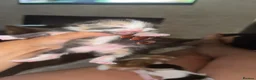 Mixed Breed cats for sale: Beautiful Kittens - Advert 2