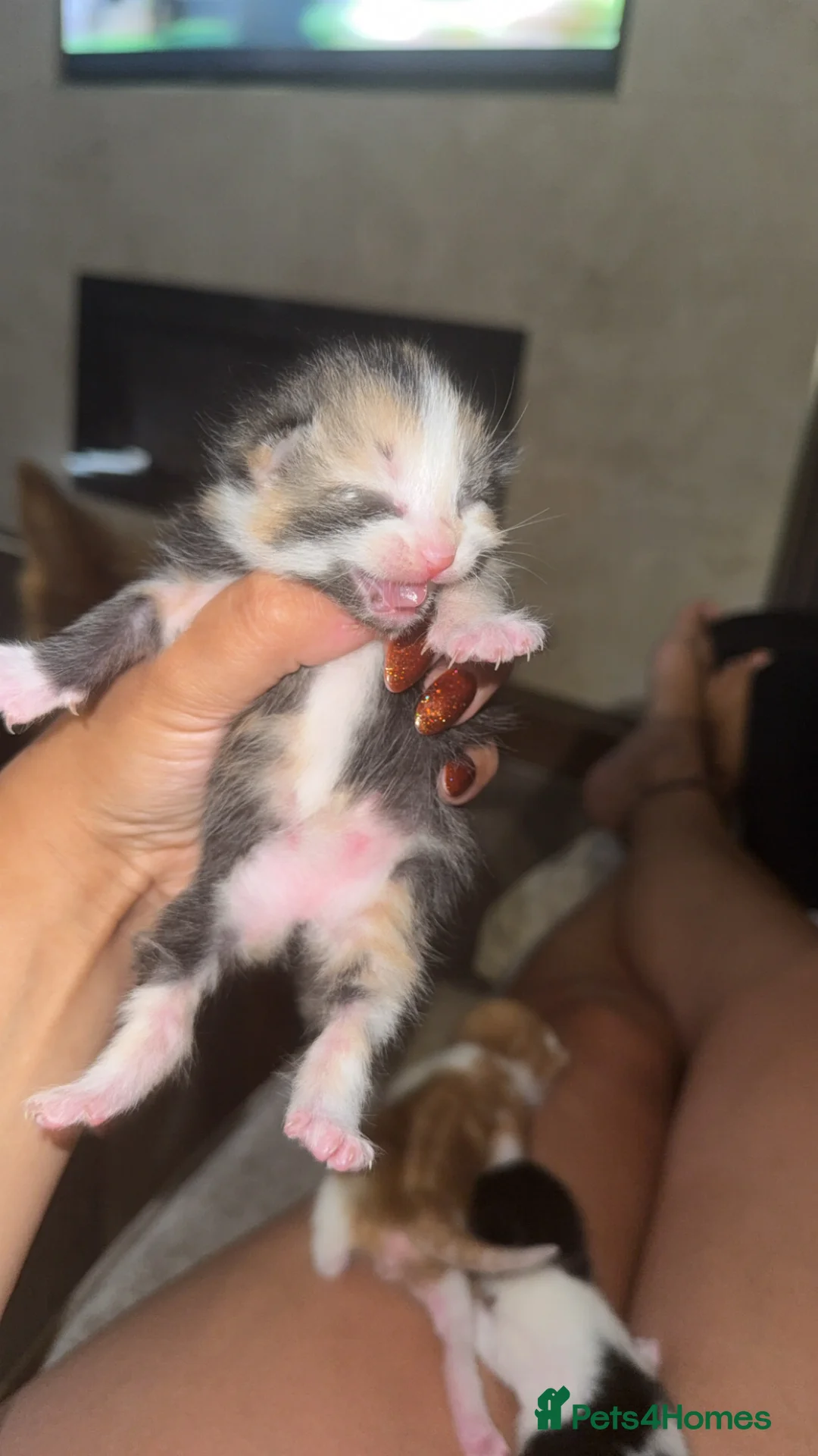Mixed Breed cats for sale: Beautiful Kittens - Advert 2