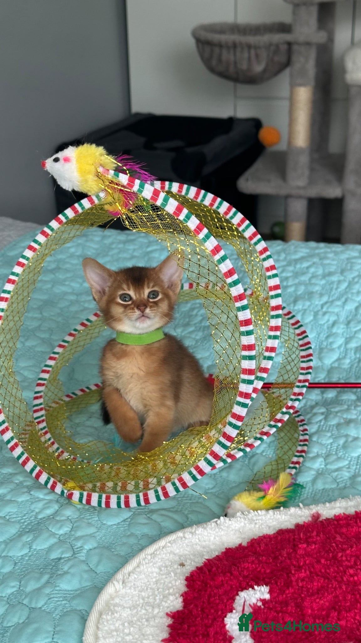 Abyssinian cats Abyssinian kittens 🌟😻🌟 - Advert 3