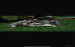 French Bulldog dogs for sale: 2 gorgeous French bulldogs ready to leave!  - Image 1