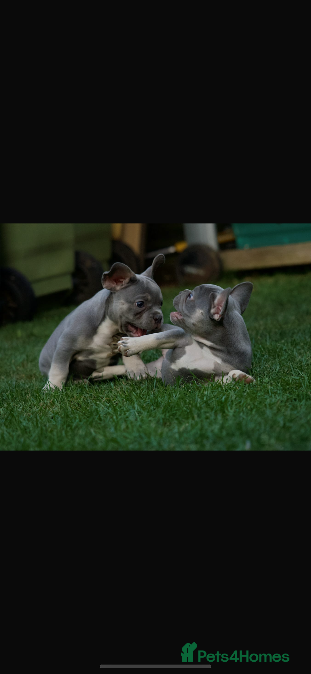 French Bulldog dogs for sale: 2 gorgeous French bulldogs ready to leave!  - Image 1