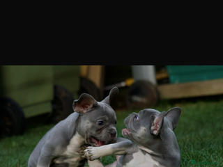 French Bulldog dogs - Advert 33