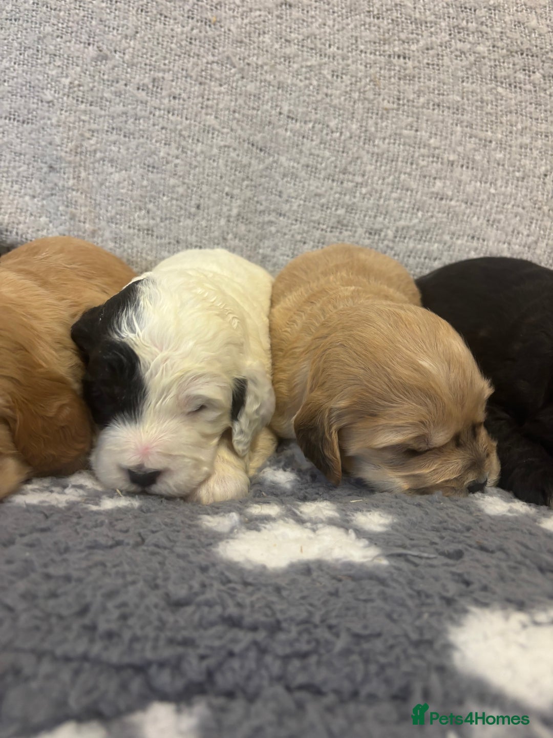Cockapoo dogs for sale: Stunning F1 Cockapoos - Show H/Tested KC Parents!! - Advert 11