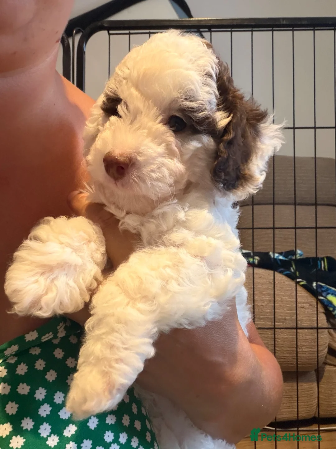 Cockapoo dogs for sale: Beautiful litter of f1b cockapoo girls - Advert 2