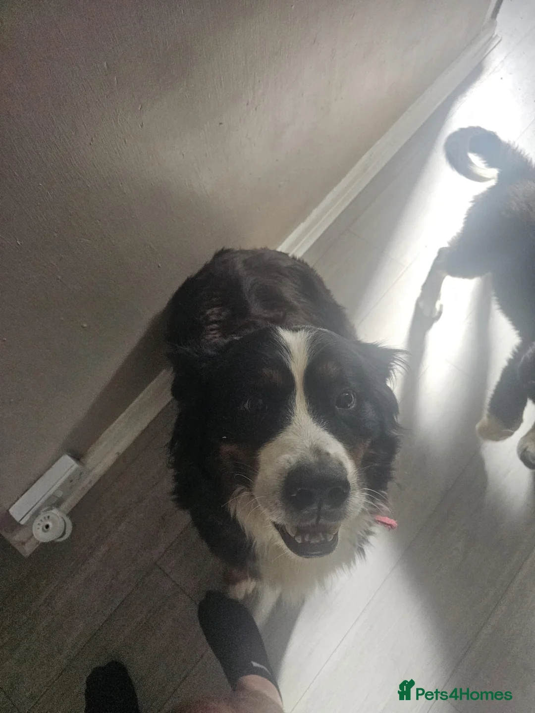 Bernese Mountain Dog dogs for sale: 2 BEAUTIFUL BERNESE BOYS LEFT  - Advert 1