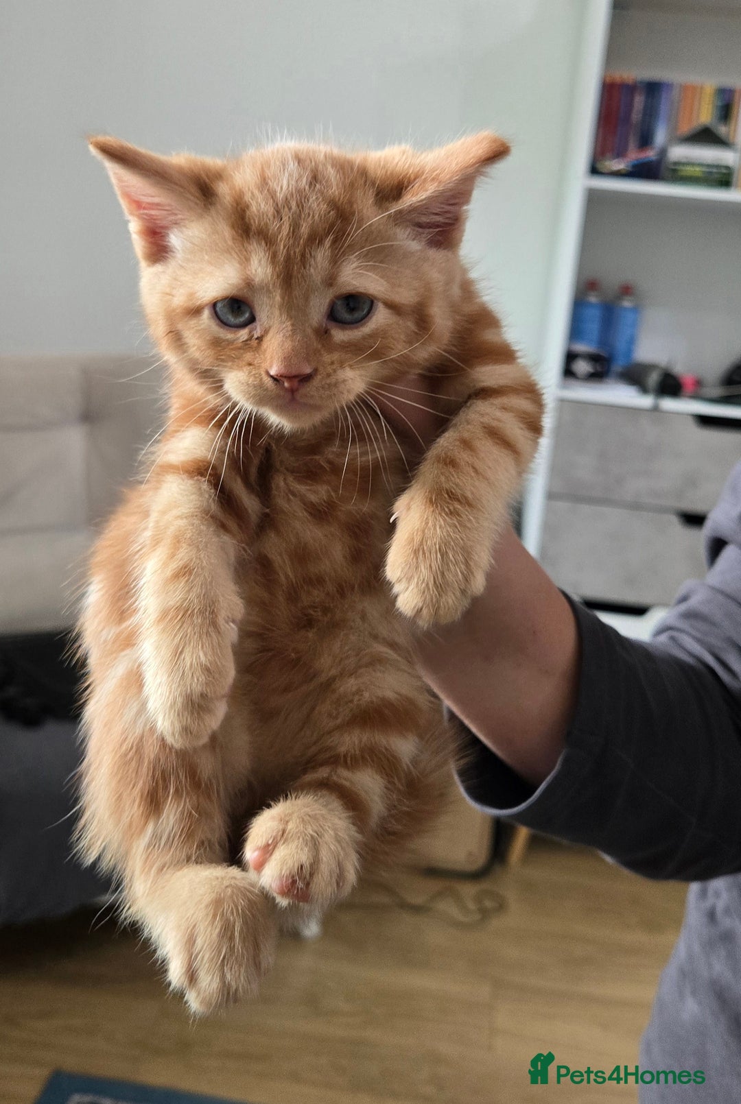 Mixed Breed cats for sale: Gorgeous Ginger Kittens 7 Weeks Old - Image 6