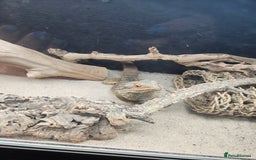 Bearded Dragon reptiles for sale: Bearded Dragon - Image 3