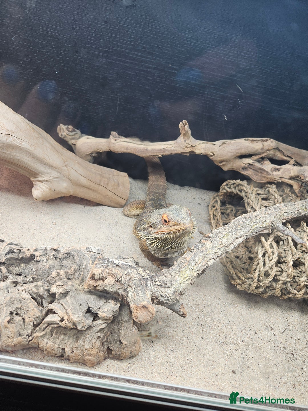 Bearded Dragon reptiles for sale: Bearded Dragon - Image 3