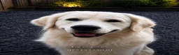 Golden Retriever dogs for stud: CREAM, PROVEN & FULLY DNA CLEAR, ICT 1 & 2 CLEAR - Advert 2