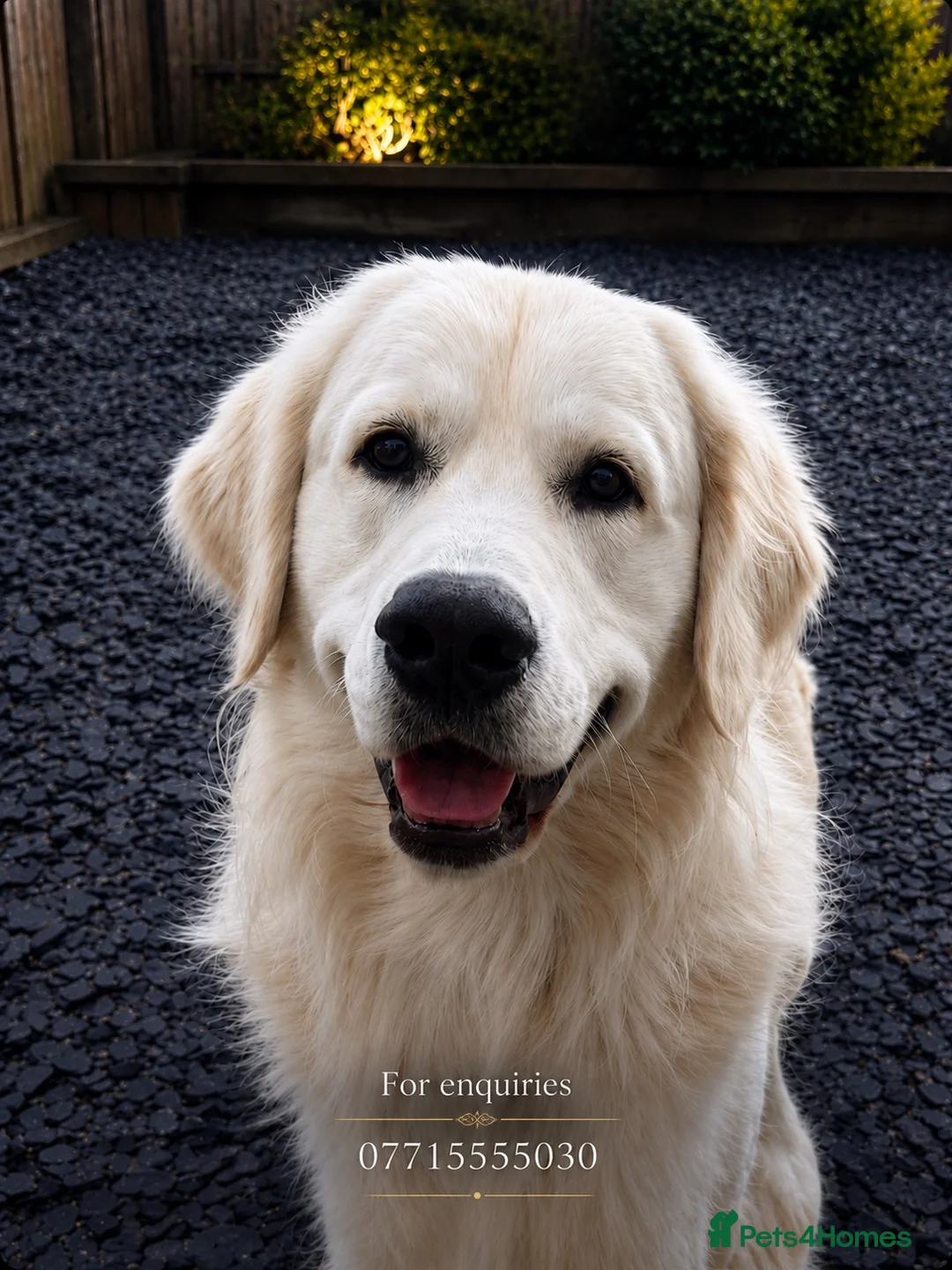 Golden Retriever dogs for stud: CREAM, PROVEN & FULLY DNA CLEAR, ICT 1 & 2 CLEAR - Advert 2