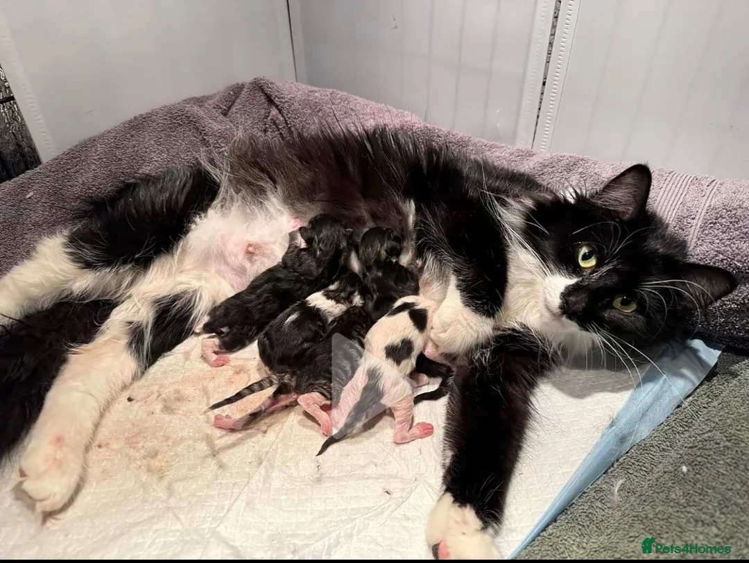 Ragdoll cats for sale: Tortie ragdoll x Norwegian forest kitten  - Advert 28