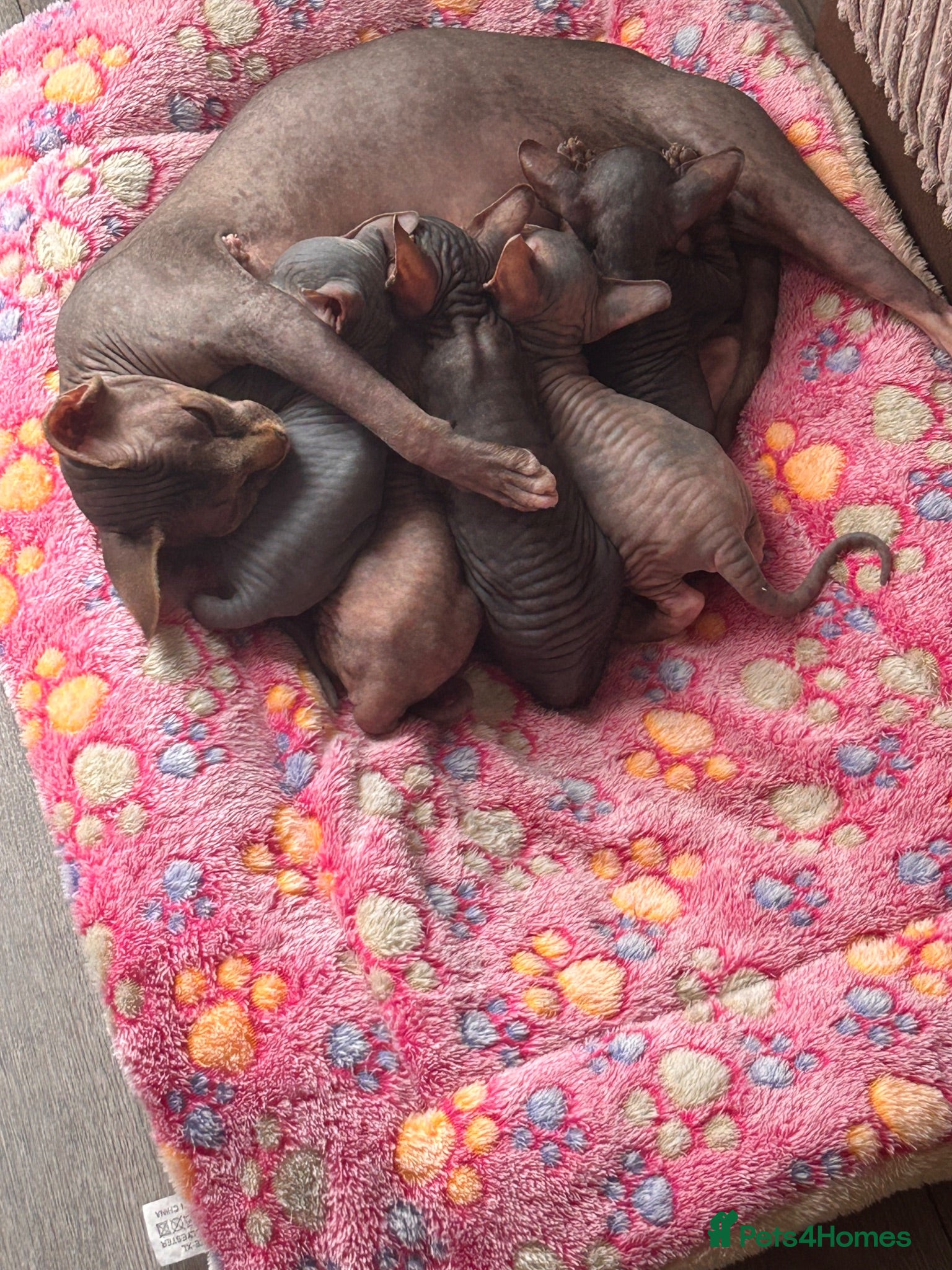 Sphynx cats Kitten - Advert 1