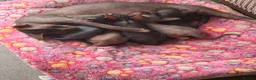 Sphynx cats for sale: Kitten in Rotherham - Advert 1