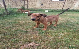 Mixed Breed dogs for adoption: Chase for adoption - Image 4