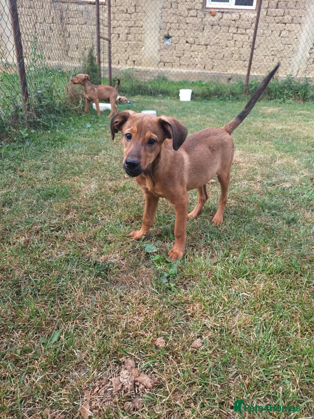 Mixed Breed dogs for adoption: Chase for adoption - Image 4