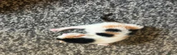 Manx cats for sale: Manx kittens  - Advert 5