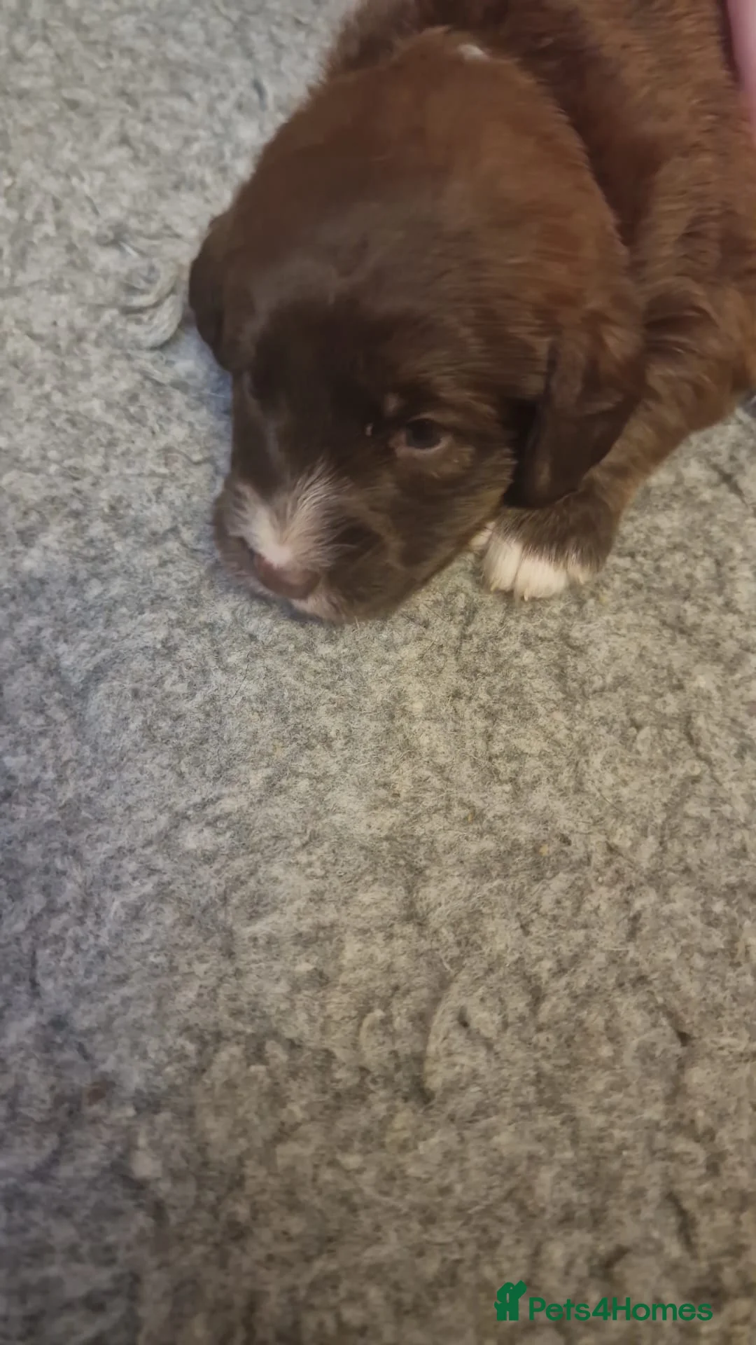 Labradoodle dogs for sale: Beautiful Labradoodle in Corby - Advert 25