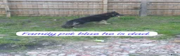 German Shepherd dogs for sale: German shepherd puppys - Advert 15