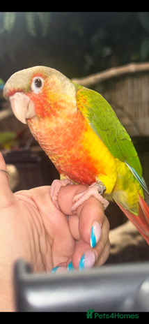 Conures birds - Advert 7