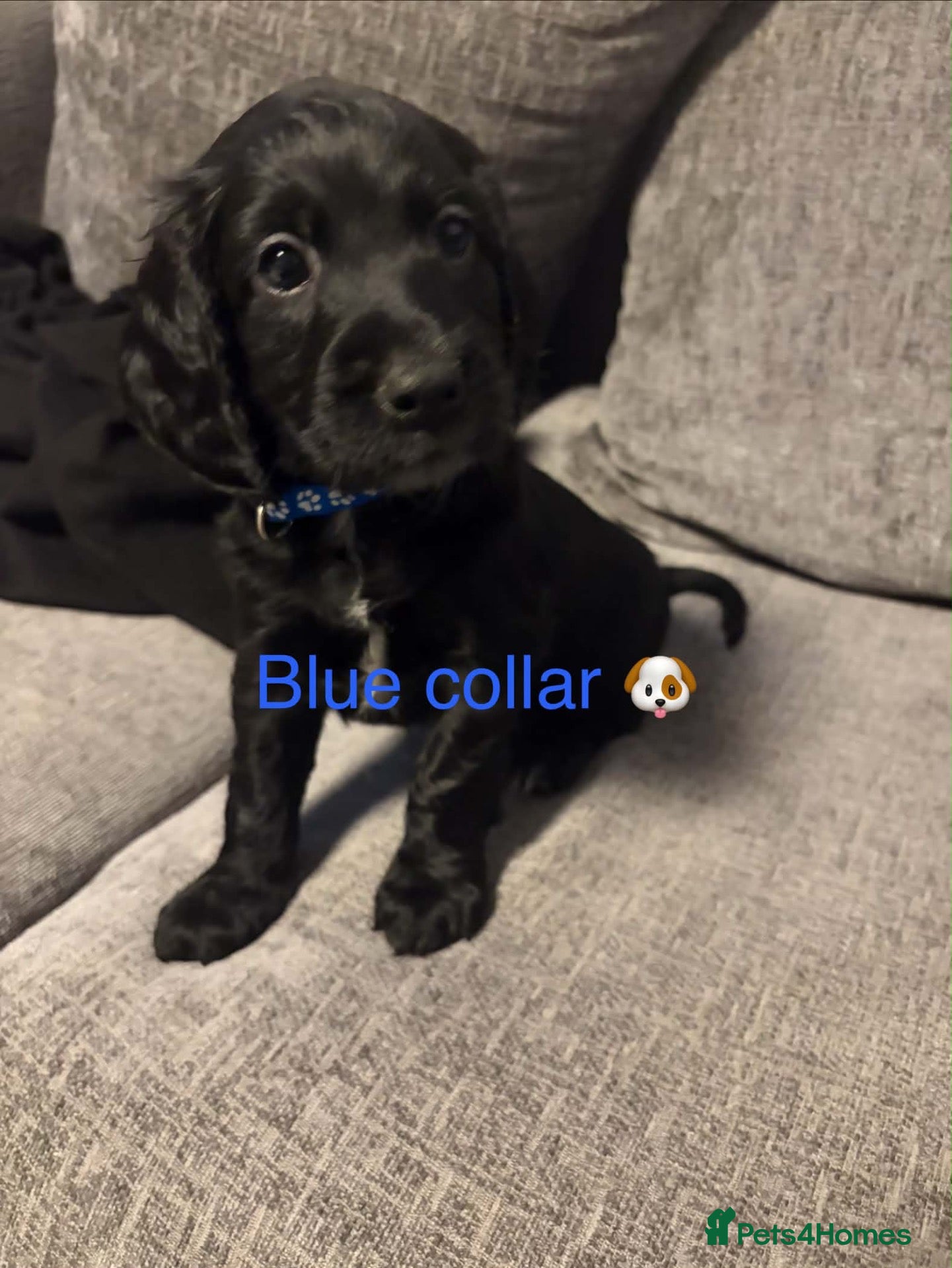 Cockapoo dogs 🐾 GORGEOUS FB1 COCKAPOO PUPPIES 3 boys available  - Advert 8