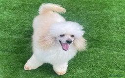 Miniature Poodle dogs for stud: HEALTH TESTED Kc Registered Miniature Poodle STUD in Doncaster - Image 1