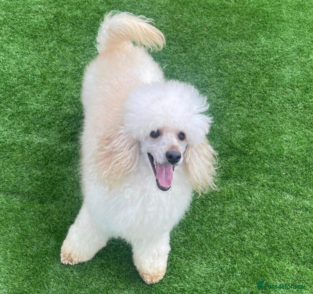 Miniature Poodle dogs for stud: HEALTH TESTED Kc Registered Miniature Poodle STUD in Doncaster - Image 1