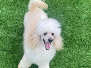 Miniature Poodle dogs in Doncaster - Advert 13