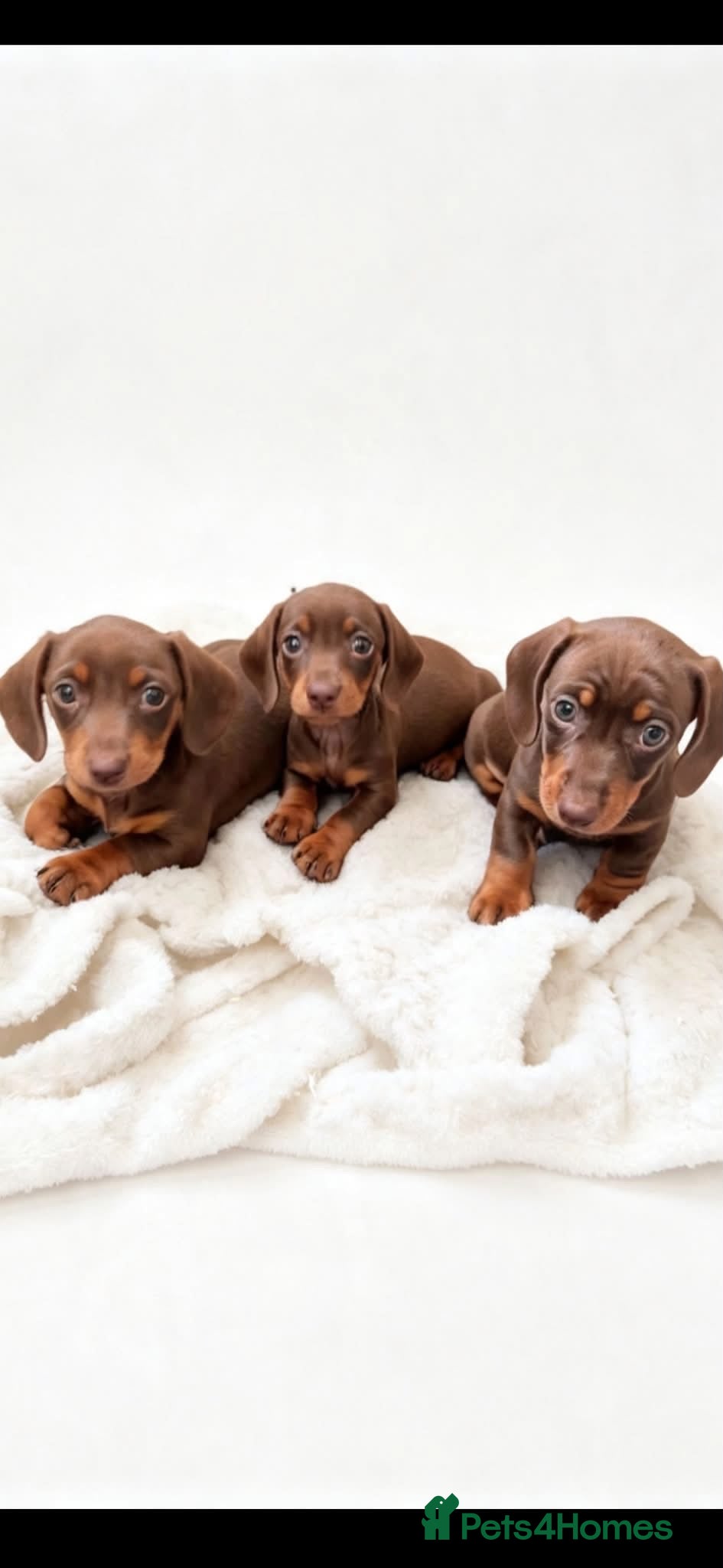 Miniature Dachshund dogs Ready in 4 days! - Advert 14