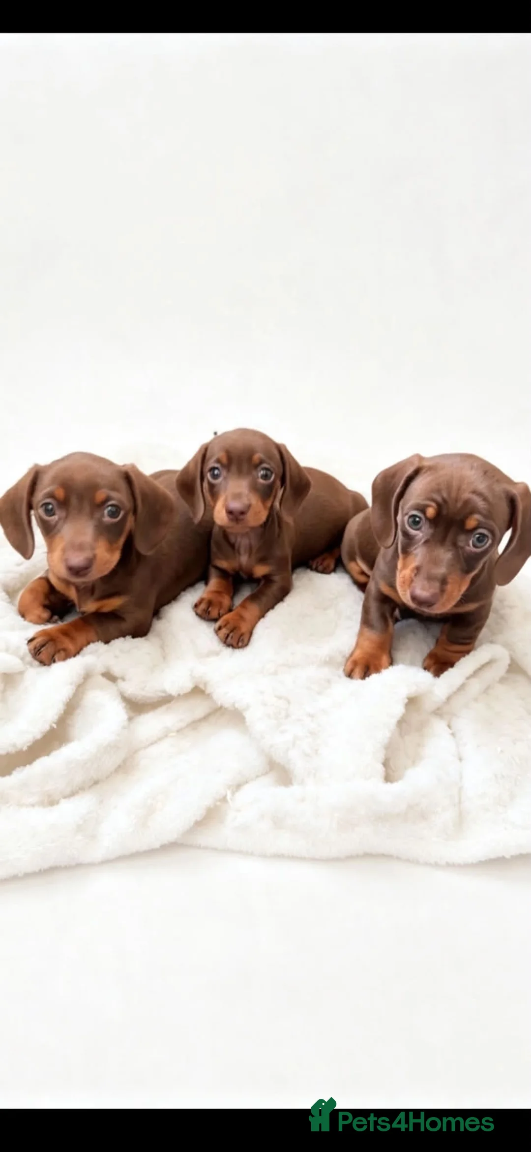 Miniature Dachshund dogs for sale: Ready in 4 days! - Advert 1