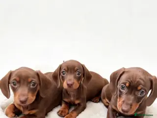 Miniature Dachshund dogs Ready in 4 days! - Advert 3