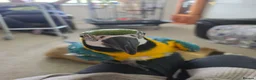 Macaws birds for sale: Hyacinth Macaw in Stoke-on-Trent - Advert 3