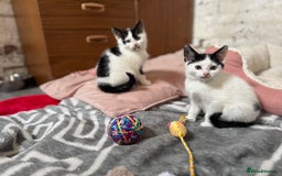 Domestic Shorthair cats for sale: Adorable Kittens Looking for a Loving Home, 🏡 - Image 2