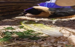 Guinea Pig rodents for sale: 2 female guinea pigs  - Advert 3